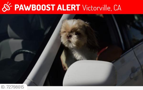 Lost Female Dog last seen Bear Valley Road, Victorville, CA 92392