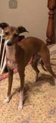 Lost Female Dog last seen SE 15th and Hiwassee by Sundance, Avalon Lakes, and Forest Glen, Choctaw, OK 73020