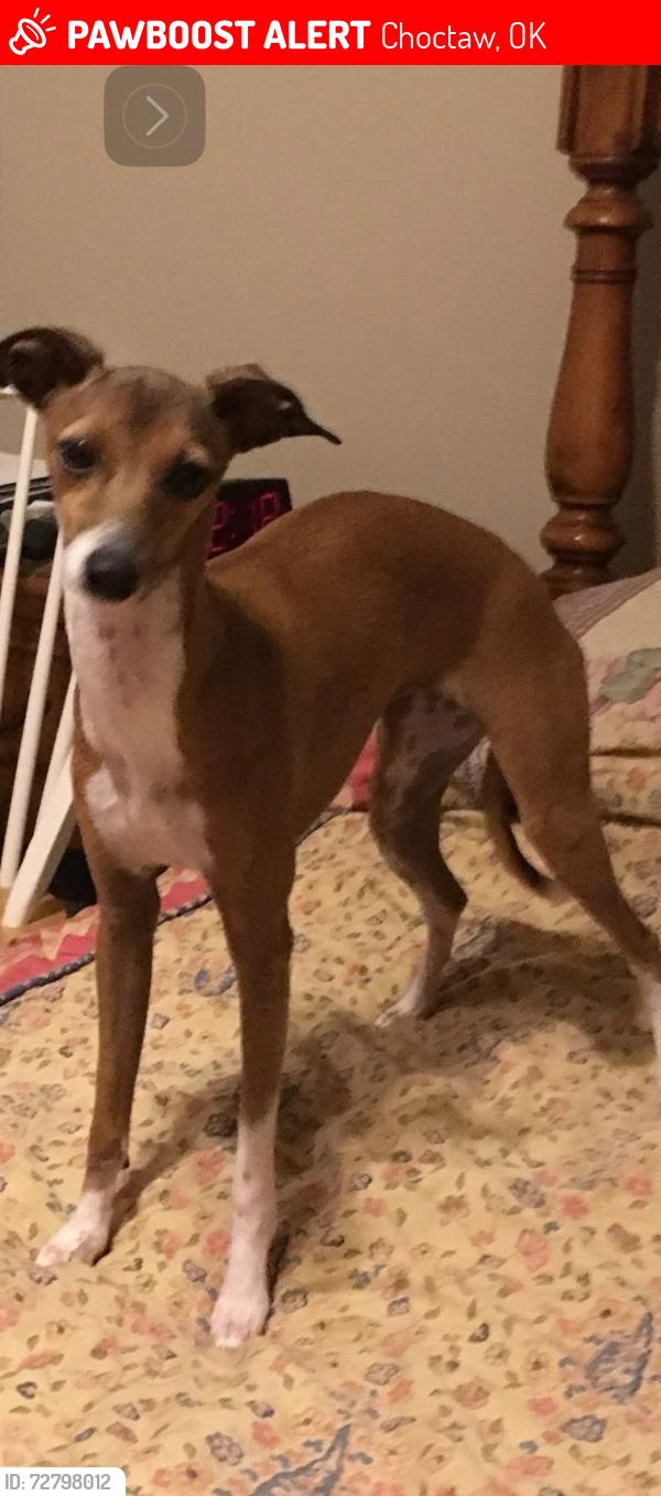 Lost Female Dog last seen SE 15th and Hiwassee by Sundance, Avalon Lakes, and Forest Glen, Choctaw, OK 73020