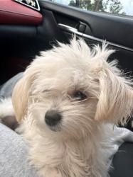Lost Female Dog last seen Meadowlark Pl & W Meadowlark Ln. Nearest landmark is Gwinnet Clunty Fire Station 25, Lawrenceville, GA 30044