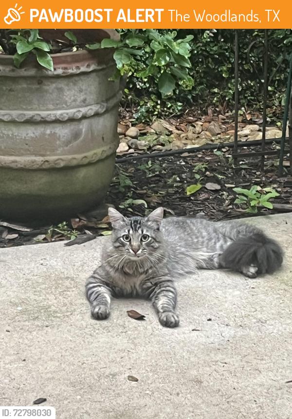 Found/Stray Unknown Cat last seen Crownridge and Sienna Bens, The Woodlands, TX 77382