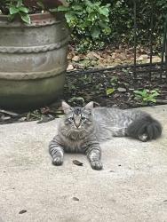 Found/Stray Unknown Cat last seen Crownridge and Sienna Bens, The Woodlands, TX 77382