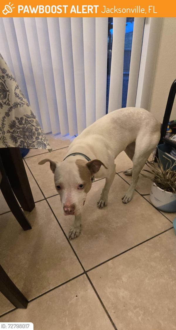 Found/Stray Female Dog last seen Lane Ave and Ramona Blvd, Jacksonville, FL 32205