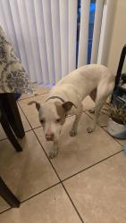 Found/Stray Female Dog last seen Lane Ave and Ramona Blvd, Jacksonville, FL 32205