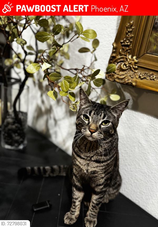 Lost Male Cat last seen Wandered out of the backyard between Grandview and Kings, could be anywhere at this point , Phoenix, AZ 85032