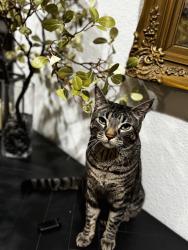 Lost Male Cat last seen Wandered out of the backyard between Grandview and Kings, could be anywhere at this point , Phoenix, AZ 85032