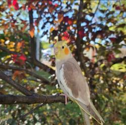 Lost Female Bird last seen Autour de la piste cyclable/ Around the bike path, Brossard, QC J4Z 1H3