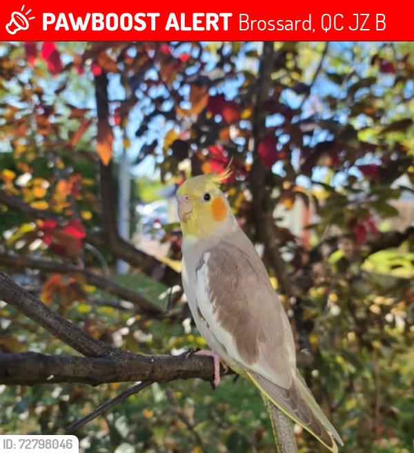 Lost Female Bird last seen Autour de la piste cyclable/ Around the bike path, Brossard, QC J4Z 1H3