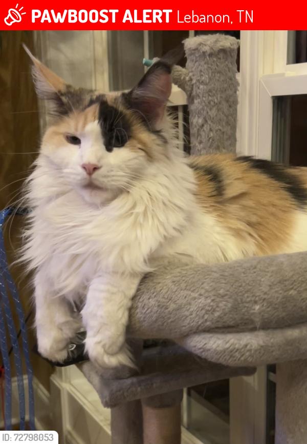 Lost Female Cat last seen Five Oaks blvd., Lebanon, TN 37087