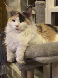 Lost Female Cat last seen Five Oaks blvd., Lebanon, TN 37087