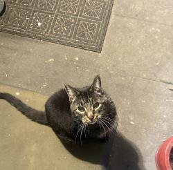 Found/Stray Unknown Cat last seen Between 60th and 58a st on 152st, Surrey, BC V3S 3K6