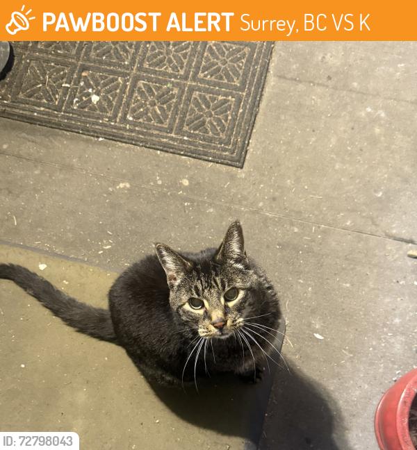 Found/Stray Unknown Cat last seen Between 60th and 58a st on 152st, Surrey, BC V3S 3K6