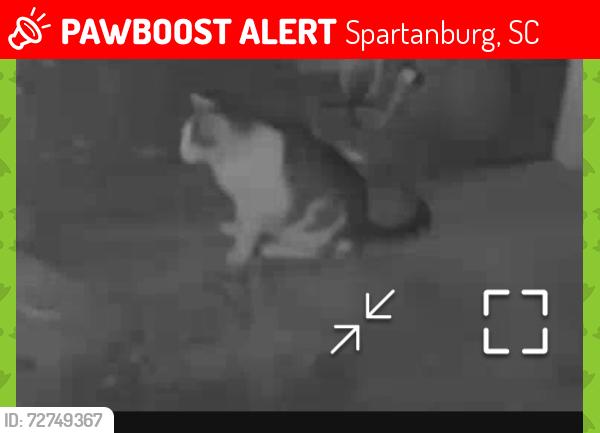 Lost Female Cat last seen Poplar Creek Dr & Avon Dr, Spartanburg, SC 29303