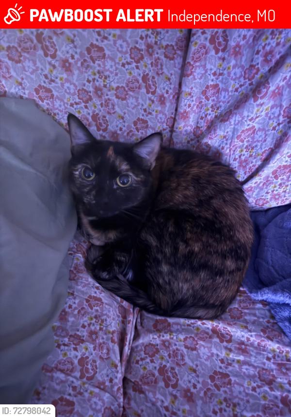 Lost Female Cat last seen Big pine tree, Independence, MO 64055