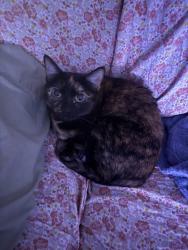 Lost Female Cat last seen Big pine tree, Independence, MO 64055
