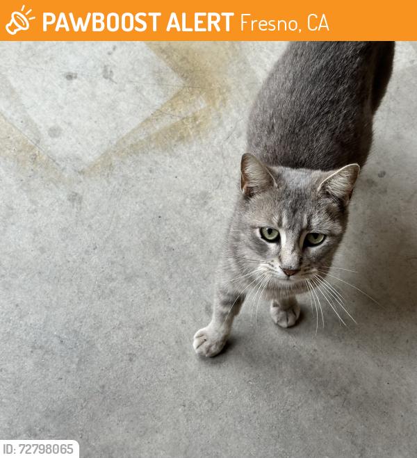 Found/Stray Unknown Cat last seen Millbrook and copper, Fresno, CA 93730