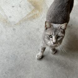 Found/Stray Unknown Cat last seen Millbrook and copper, Fresno, CA 93730