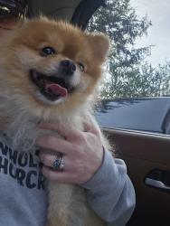 Found/Stray Unknown Dog last seen Greenock Elementary school , Elizabeth Township, PA 15135