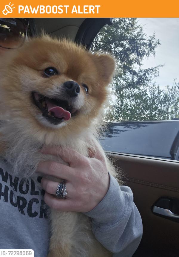 Found/Stray Unknown Dog last seen Greenock Elementary school , Elizabeth Township, PA 15135