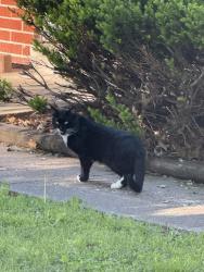 Found/Stray Male Cat last seen East Adams neighborhood , O'Fallon, IL 62269