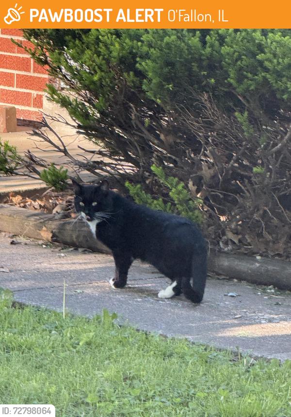 Found/Stray Male Cat last seen East Adams neighborhood , O'Fallon, IL 62269