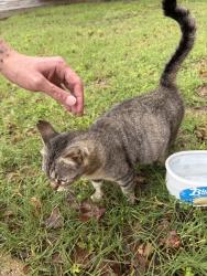 Found/Stray Female Cat last seen Rain Forest, Dallas, TX 75217