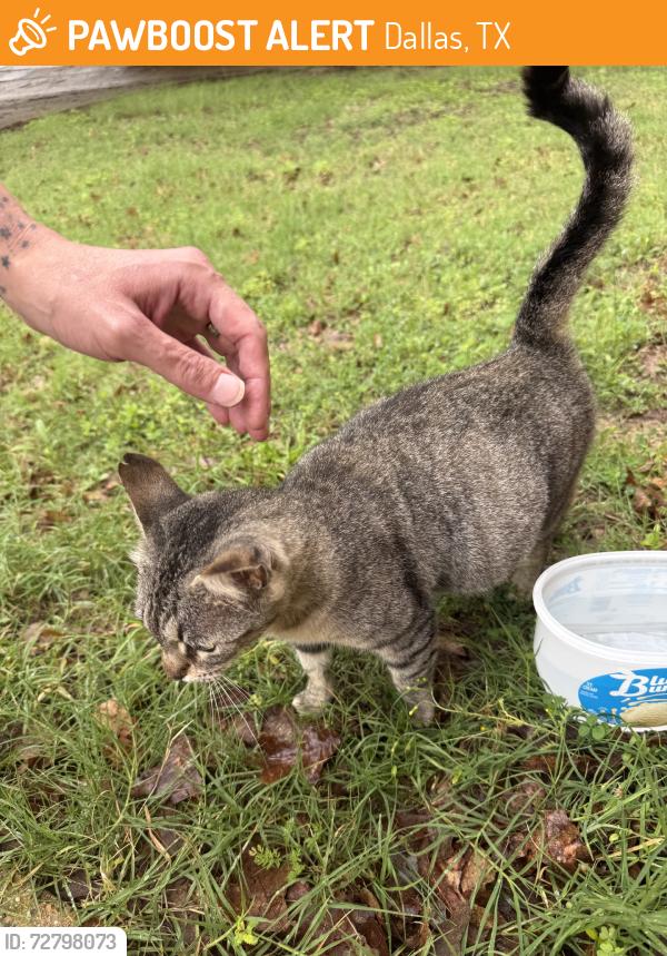 Found/Stray Female Cat last seen Rain Forest, Dallas, TX 75217