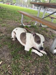 Found/Stray Female Dog last seen E Baltimore St and S Linwood Ave tied to picnic table, Baltimore, MD 21224