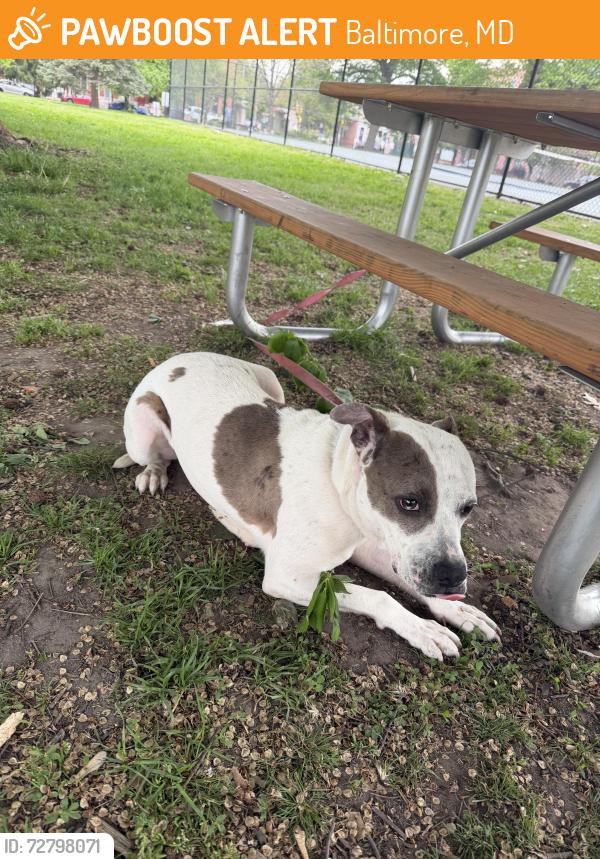 Found/Stray Female Dog last seen E Baltimore St and S Linwood Ave tied to picnic table, Baltimore, MD 21224