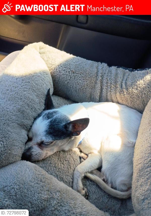 Lost Male Dog last seen Hill st Manchester pa, Manchester, PA 17345