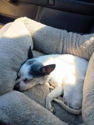 Lost Male Dog last seen Hill st Manchester pa, Manchester, PA 17345