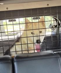Found/Stray Male Dog last seen Sam Cooper Blvd / I 40 , Memphis, TN 38111