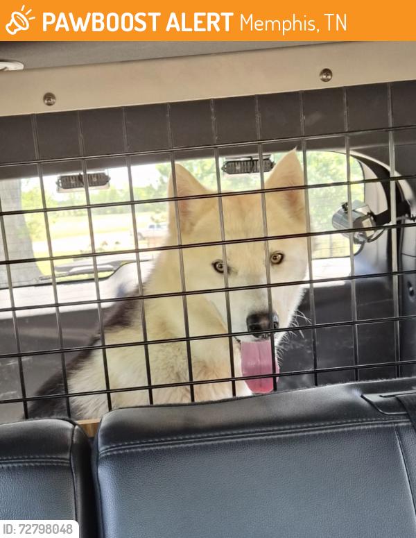 Found/Stray Male Dog last seen Sam Cooper Blvd / I 40 , Memphis, TN 38111