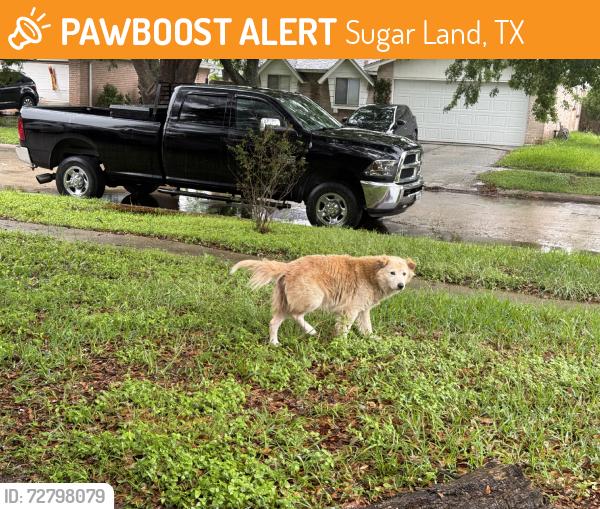 Found/Stray Male Dog last seen W. Belfort, Sugar Land, TX 77498
