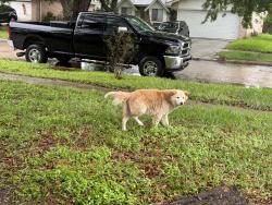 Found/Stray Male Dog last seen W. Belfort, Sugar Land, TX 77498