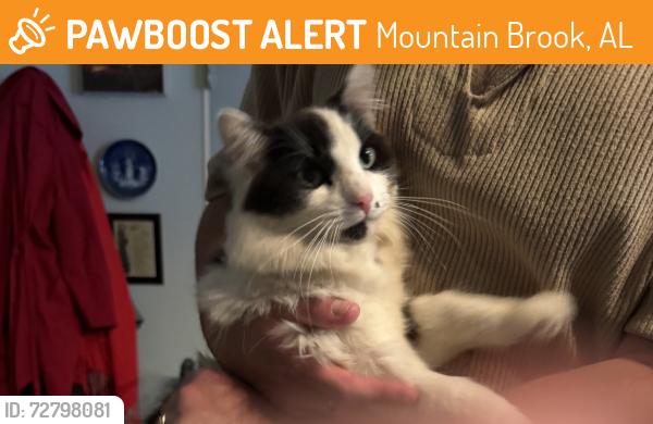 Found/Stray Unknown Cat last seen Overton Road, Mountain Brook, AL 35243