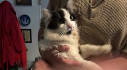 Found/Stray Unknown Cat last seen Overton Road, Mountain Brook, AL 35243
