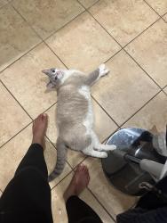 Lost Male Cat last seen Tall Heights x Watchers Way (Grandview on 1604 and Hausman), San Antonio, TX 78255