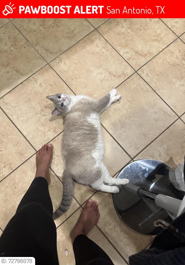 Lost Male Cat last seen Tall Heights x Watchers Way (Grandview on 1604 and Hausman), San Antonio, TX 78255