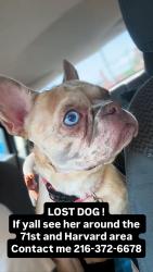 Lost Female Dog last seen E. 71st and Harvard, Cleveland, OH 44105