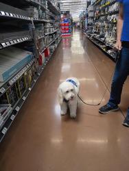Lost Female Dog last seen Maryland by dennys, Las Vegas, NV 89160