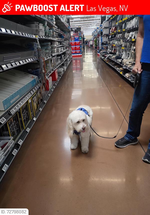 Lost Female Dog last seen Maryland by dennys, Las Vegas, NV 89160