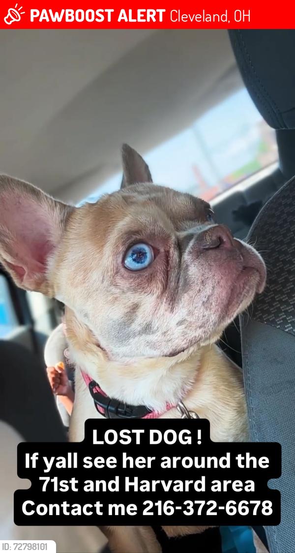 Lost Female Dog last seen E. 71st and Harvard, Cleveland, OH 44105