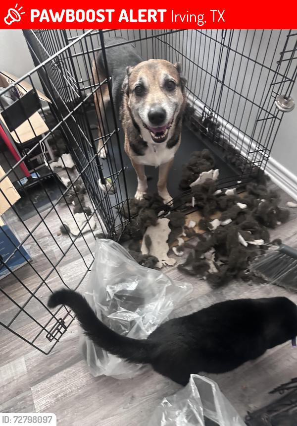 Lost Male Dog last seen Story Rd & Muret Street, Irving, TX 75062