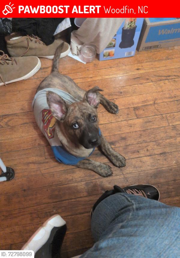 Lost Male Dog last seen Riverside drive and elk mountain road, Woodfin, NC 28804