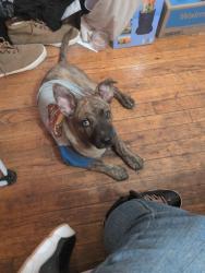 Lost Male Dog last seen Riverside drive and elk mountain road, Woodfin, NC 28804