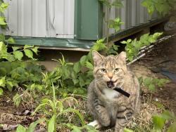 Found/Stray Unknown Cat last seen Judd and Amelia olive branch , Amelia, OH 45102