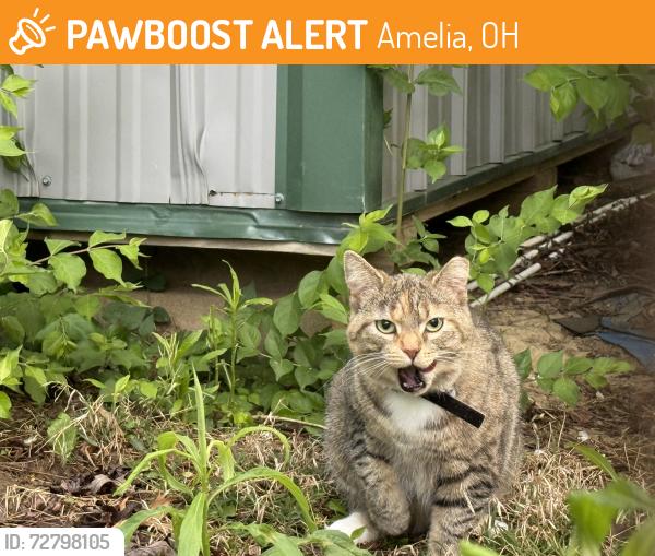 Found/Stray Unknown Cat last seen Judd and Amelia olive branch , Amelia, OH 45102