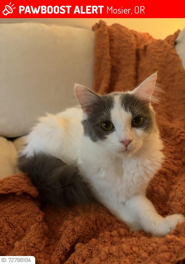 Lost Female Cat last seen Memaloose overlook, Mosier, OR 97040