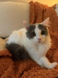 Lost Female Cat last seen Memaloose overlook, Mosier, OR 97040